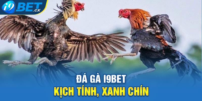 Đá gà i9BET kịch tính, xanh chín