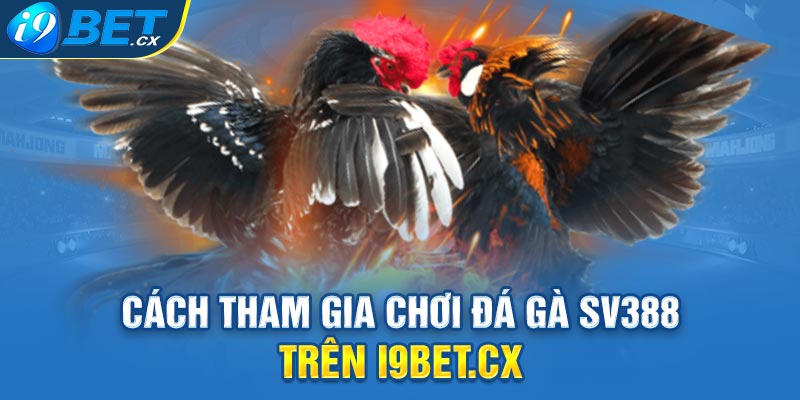 Cách Tham Gia Chơi Đá Gà SV388 Trên I9bet.cx