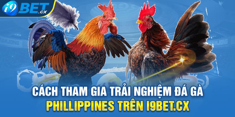 Cách Tham Gia Trải Nghiệm Đá Gà Phillippines Trên I9bet.cx