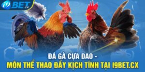 Đá Gà Cựa Dao - Môn Thể Thao Đầy Kịch Tính Tại i9bet.cx