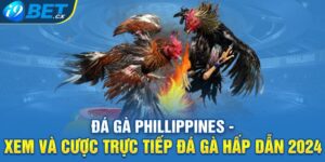 Đá Gà Phillippines - Xem Và Cược Trực Tiếp Đá Gà Hấp Dẫn 2024