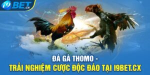 Đá Gà Thomo - Trải Nghiệm Cược Độc Đáo Tại i9bet.cx