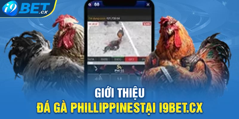 Giới Thiệu Đá Gà PhillippinesTại I9bet.cx