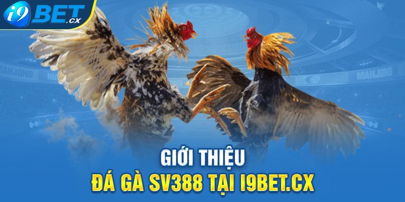 Giới Thiệu Đá Gà SV388 Tại I9bet.cx