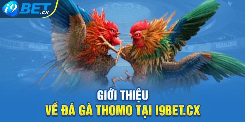 Giới thiệu về đá gà thomo tại i9bet.cx