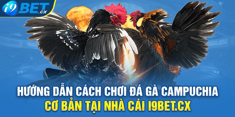 Hướng dẫn cách chơi đá gà campuchia cơ bản tại nhà cái i9bet.cx