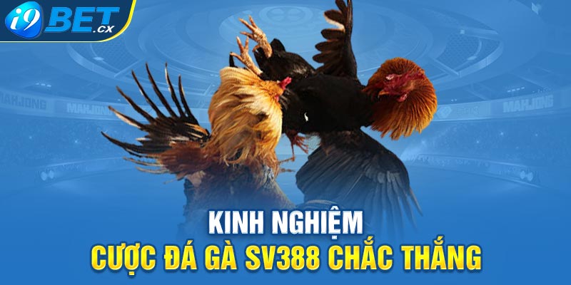 Kinh Nghiệm Cược Đá Gà SV388 Chắc Thắng