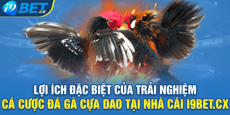 Lợi ích đặc biệt của trải nghiệm cá cược đá gà cựa dao tại nhà cái i9bet.cx