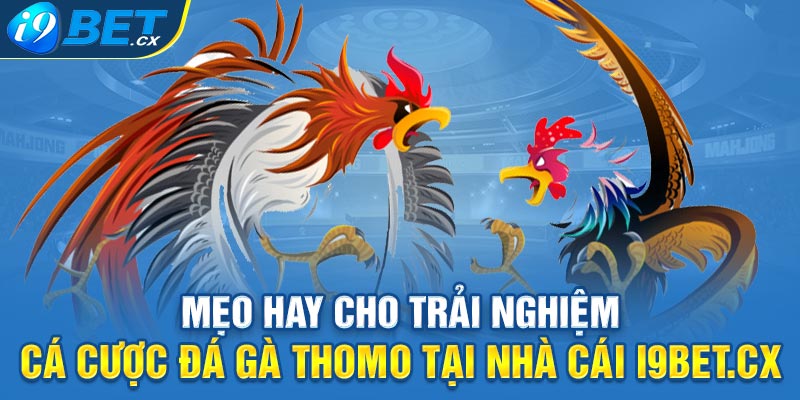 Mẹo hay cho trải nghiệm cá cược đá gà thomo tại nhà cái i9bet.cx