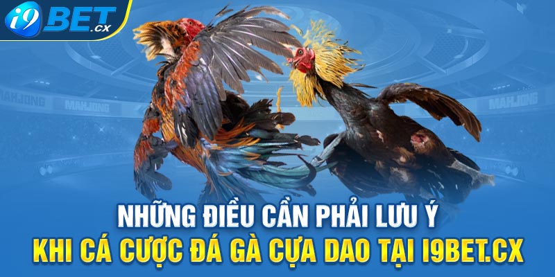 Những điều cần phải lưu ý khi cá cược đá gà cựa dao tại i9bet.cx